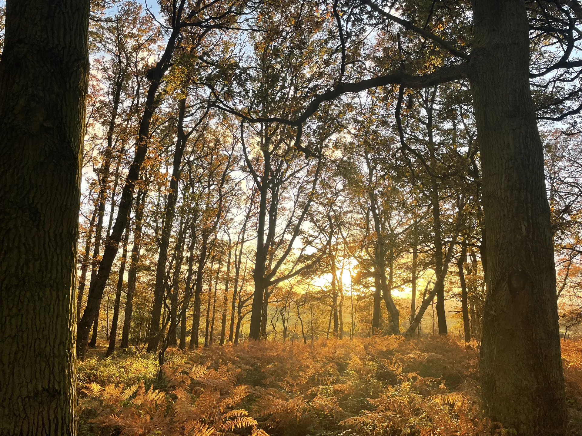 Galleywood Common, ancient woodland on Oak Nook's doorstep