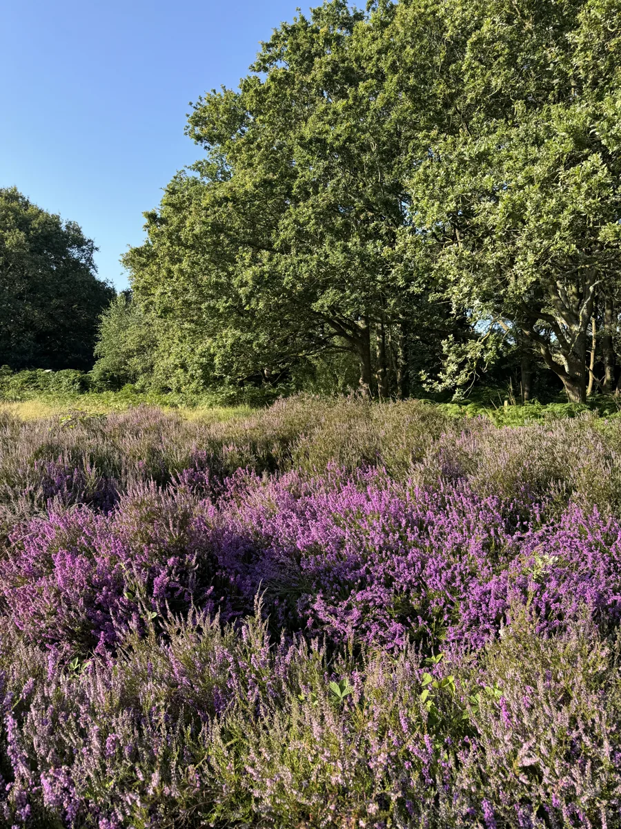 Heather on Galleywood Common