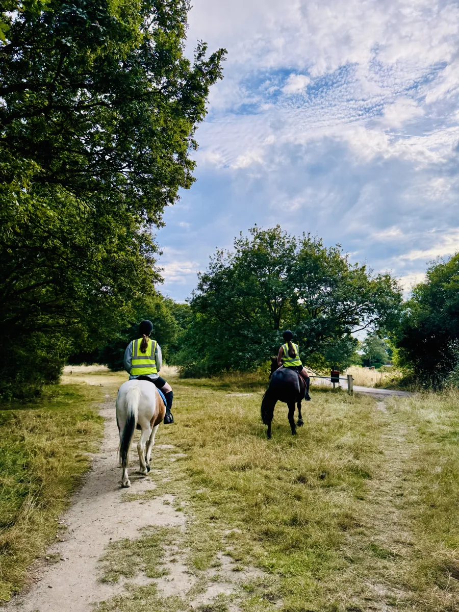 Horses on Galleywood Common