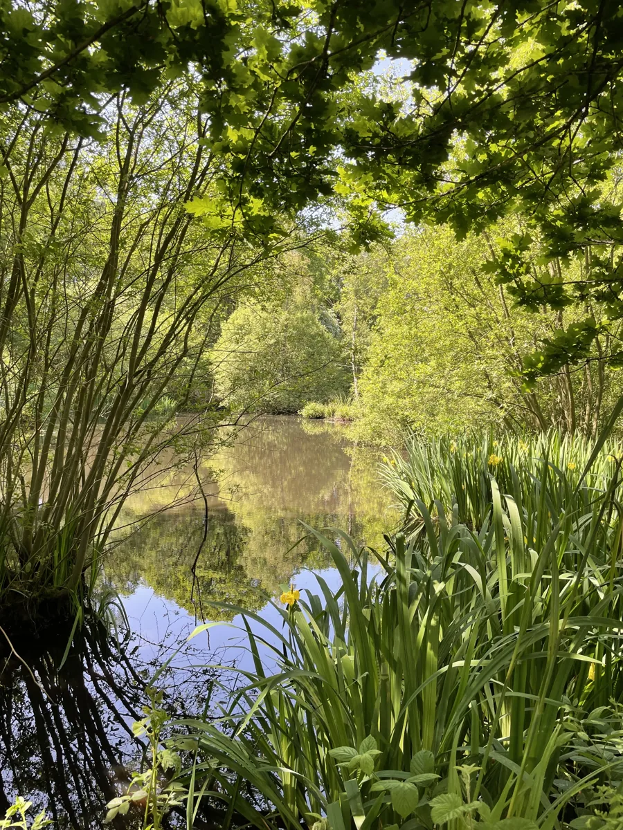 Pond on Galleywood Common