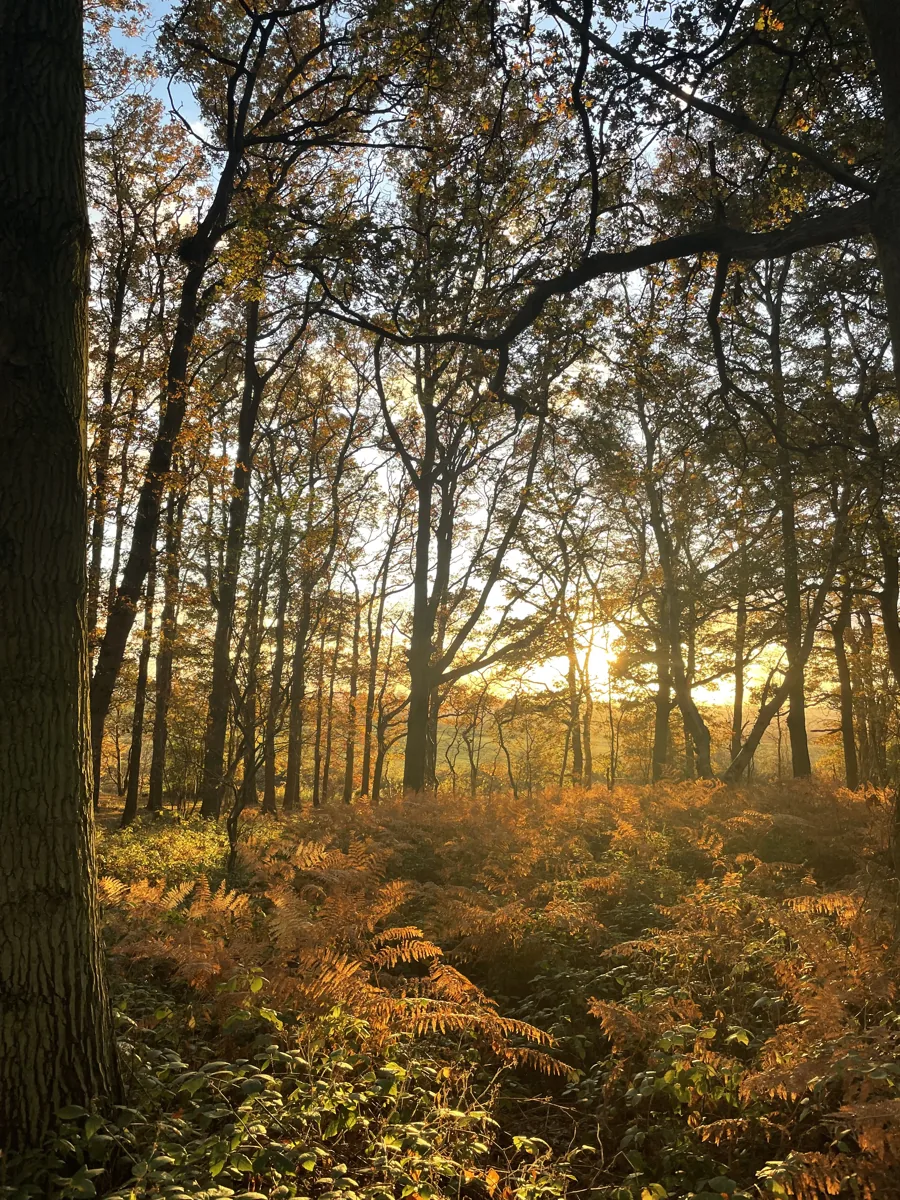 Ancient woodland on Galleywood Common